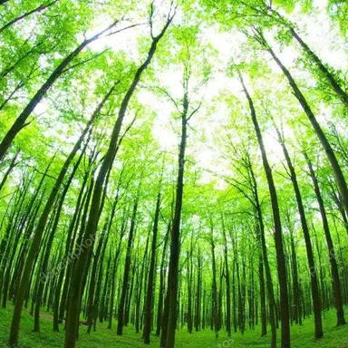 Profile image of 명의클랜 대장 니오