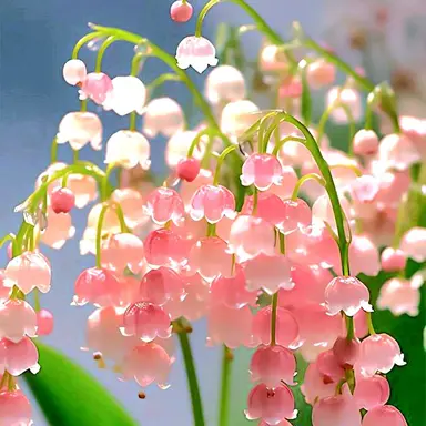 Profile image of 마플