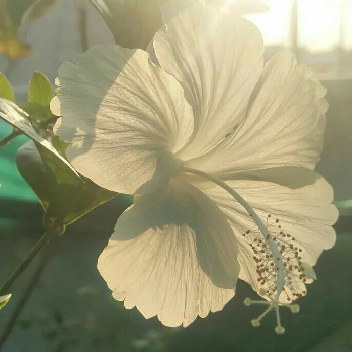 녹매화