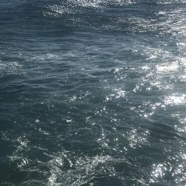 Profile image of 보리스