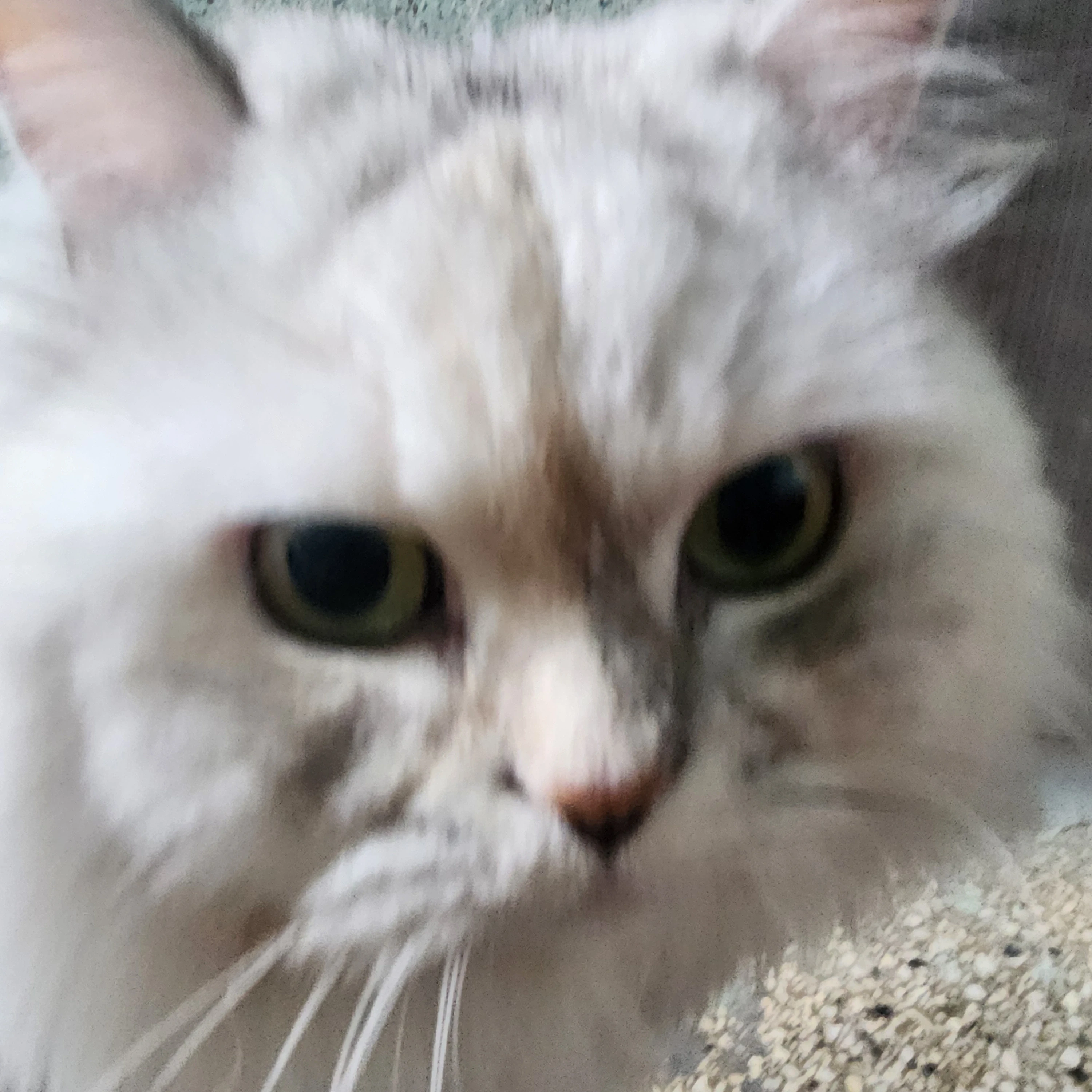 아이브