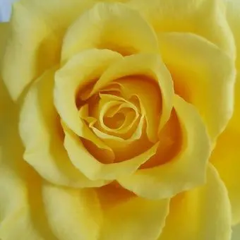 Profile image of 각별