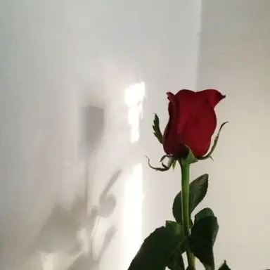 Profile image of 플래그