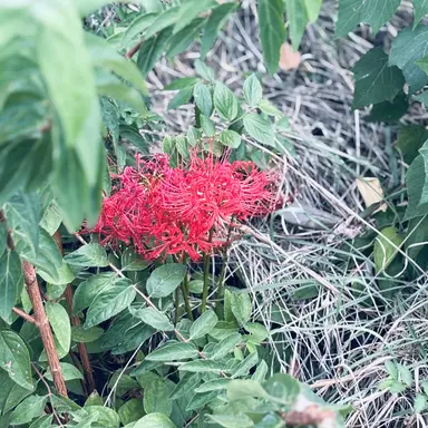 Profile image of 日帝