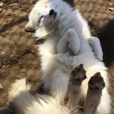 Profile image of Caleb