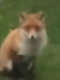 Profile image of ヨウ