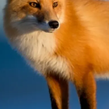 Profile image of 여우
