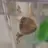애기 설탕