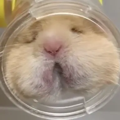 Profile image of ブリ子
