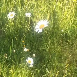 Profile image of 阿部亮平