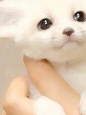 neru._.72의 イエナ