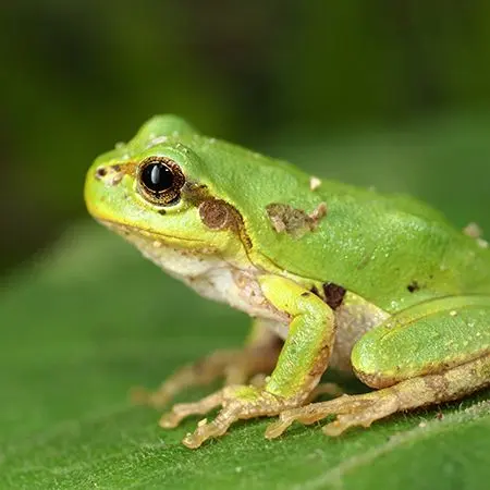 VictimFrog.zeta의 リクエストBOX