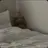 늑대