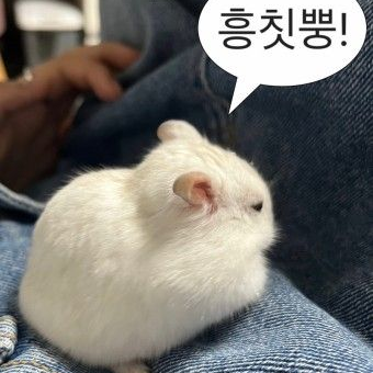 여우가 고고프렌즈한테 몰래 안 나왔다 대표 이미지