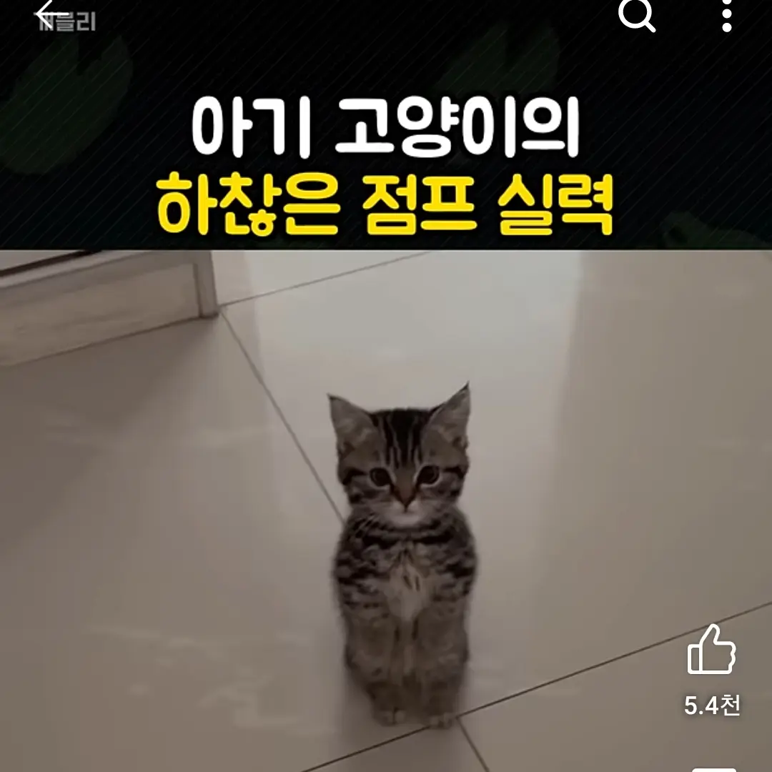 FutureFloor6932의 냥이