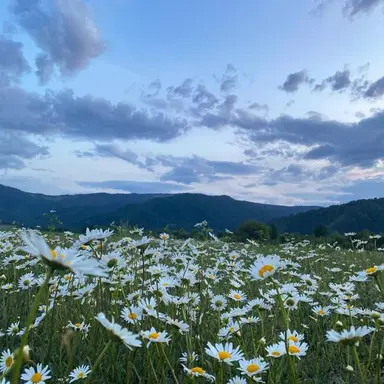 Profile image of フィリックス