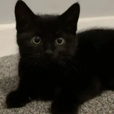 Profile image of ウォヌ