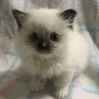 Profile image of ジュナ