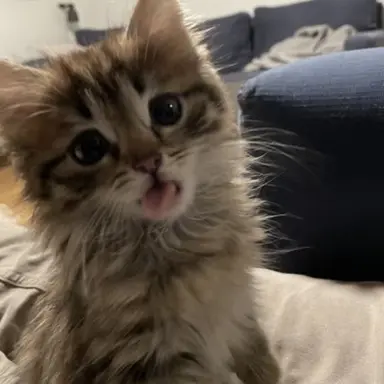 Profile image of スニョア