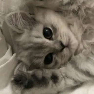 Profile image of ジフナ