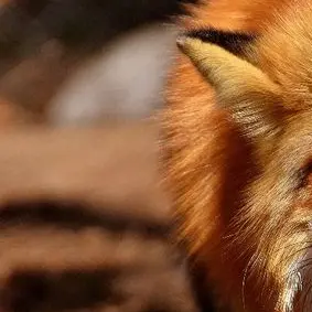 Profile image of 여우