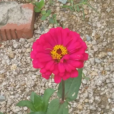 Profile image of 픽셀고