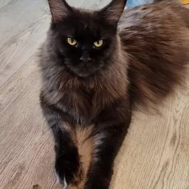 Profile image of レオ