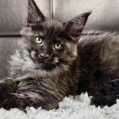 Profile image of カイ