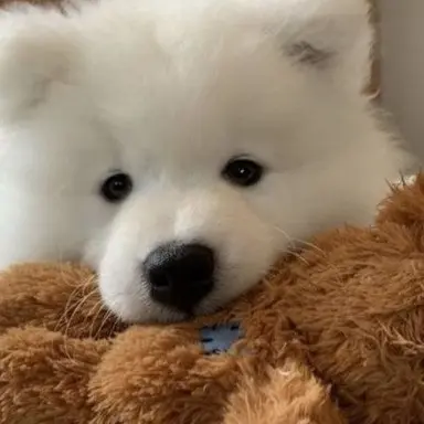 Profile image of 에이바