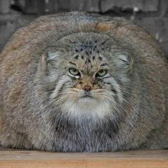 Profile image of 모티브