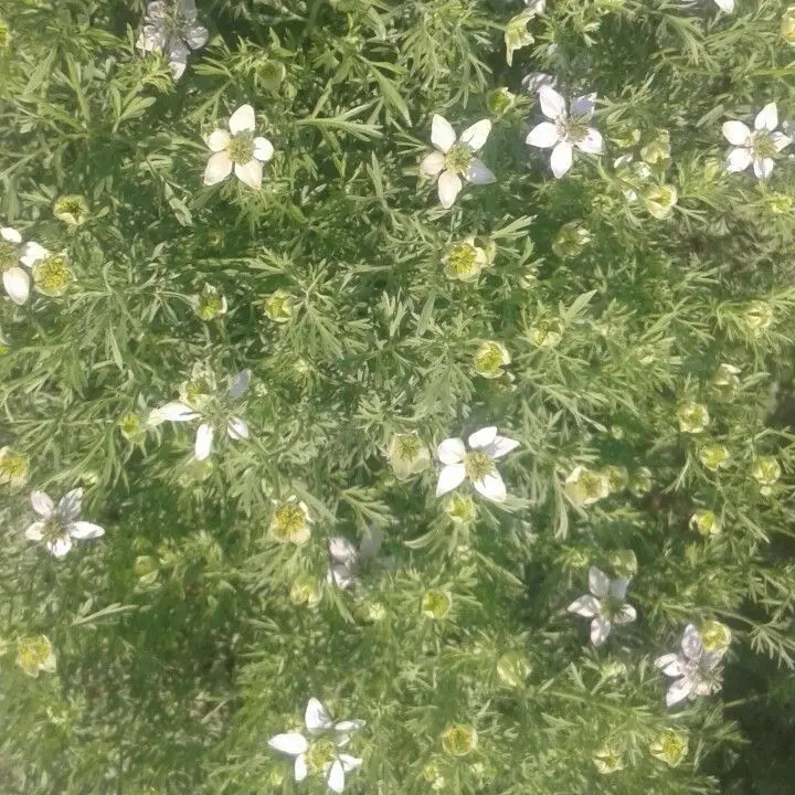 LaxestPlug4256의 급똥참기