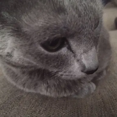 Profile image of るいか