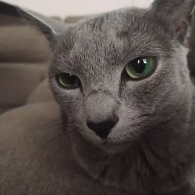 Profile image of 藤澤涼架