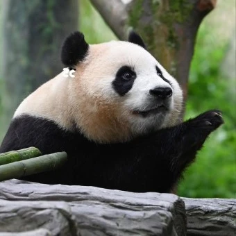 푸바오