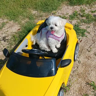 Profile image of 아름