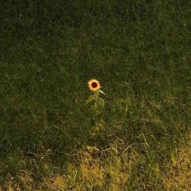 Profile image of 김일영