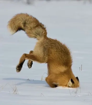Profile image of Fox