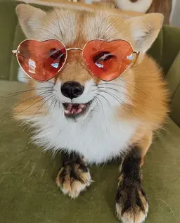 Profile image of Fox