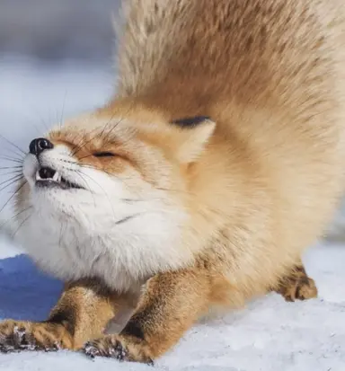 Profile image of Fox