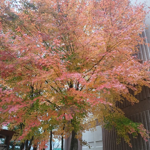 나무