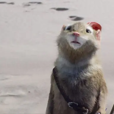 Profile image of Reepicheep
