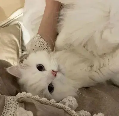 EarthyFence4945의 Your Special Sister