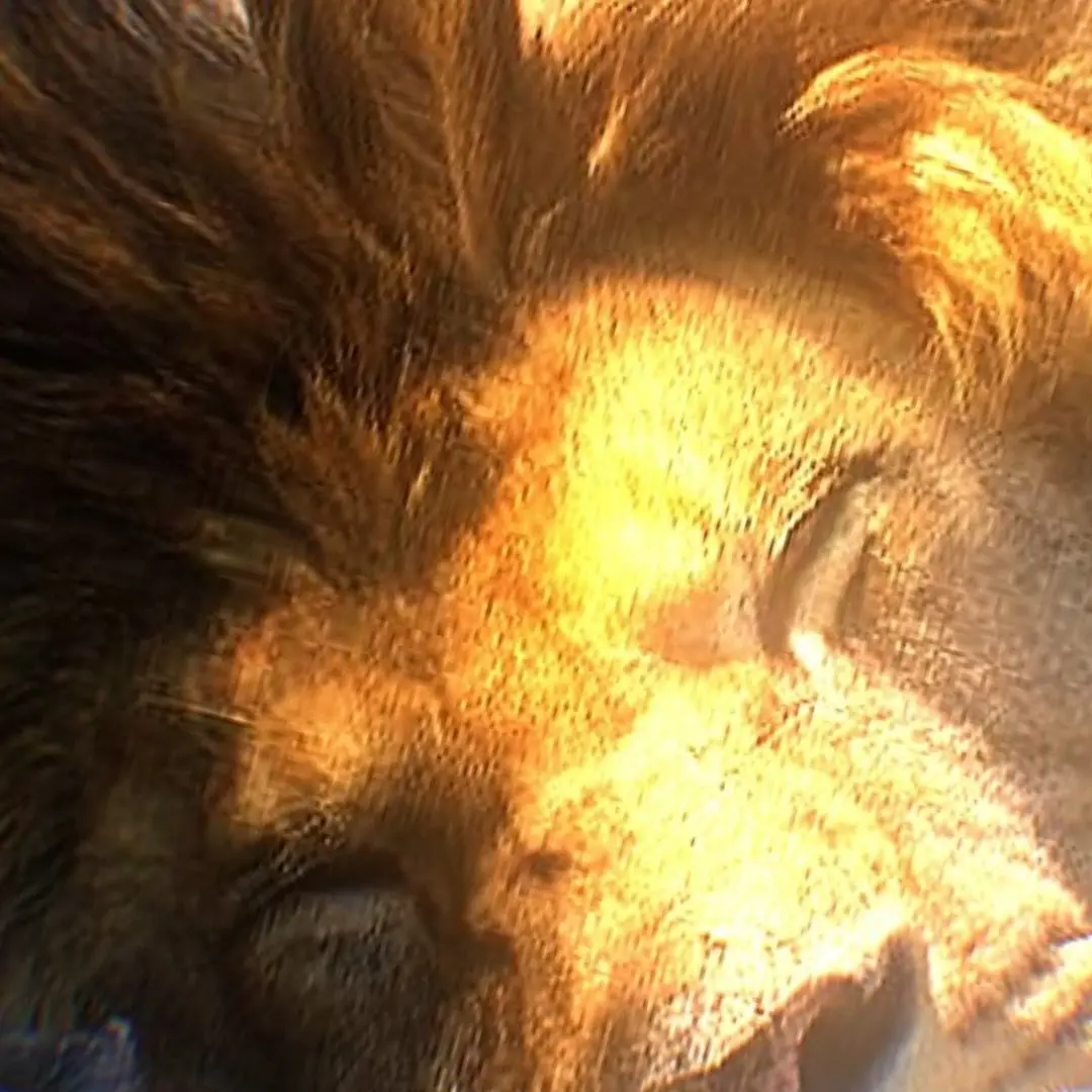 JuicyNurse2387의 Lion