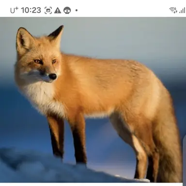 Profile image of 여우