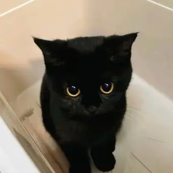 Profile image of 메리