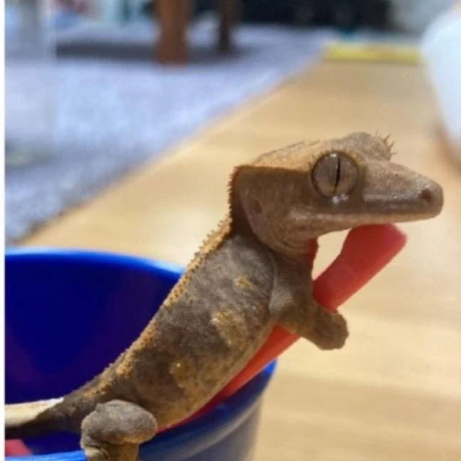바닐라