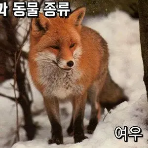 Profile image of 여우