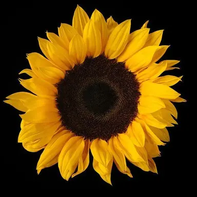 Profile image of T
