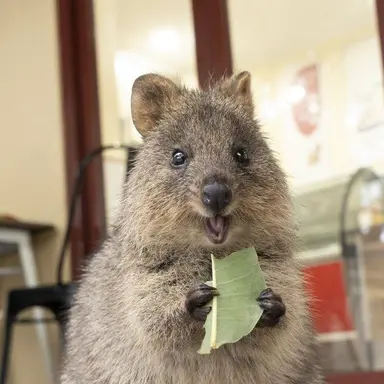 Profile image of 쿼카