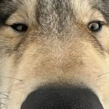 Profile image of 늑대
